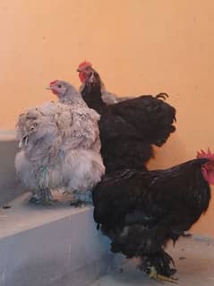 Bantam For Sale 1 Pair And Other 1 Male