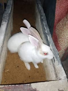 rabbit white red eyes and white eyes