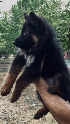 German shephered puppies GSD ( long coat)