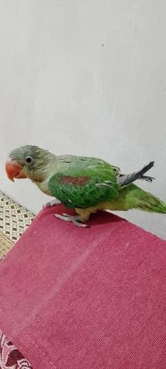 Kashmiri parrot