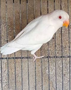 ALBINO RED EYE COMEING SESON READY TO BREED