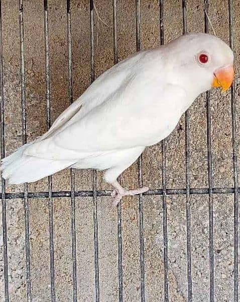 ALBINO RED EYE COMEING SESON READY TO BREED 0