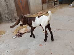 beetal goat male age 2 months full healthy completely fine