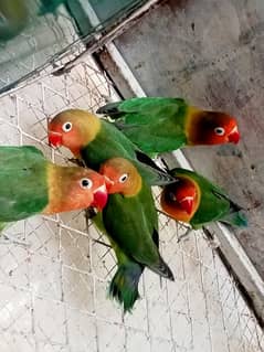 parrots