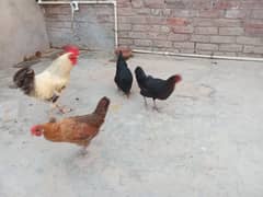 Desi/ Golden misri hens for sale , egg laying