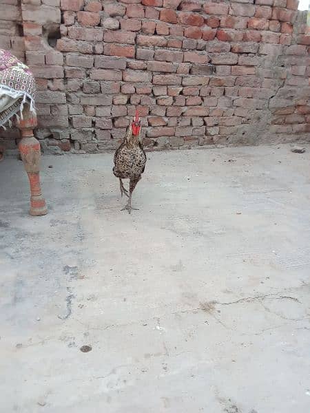 Desi/ Golden misri hens for sale , egg laying 1