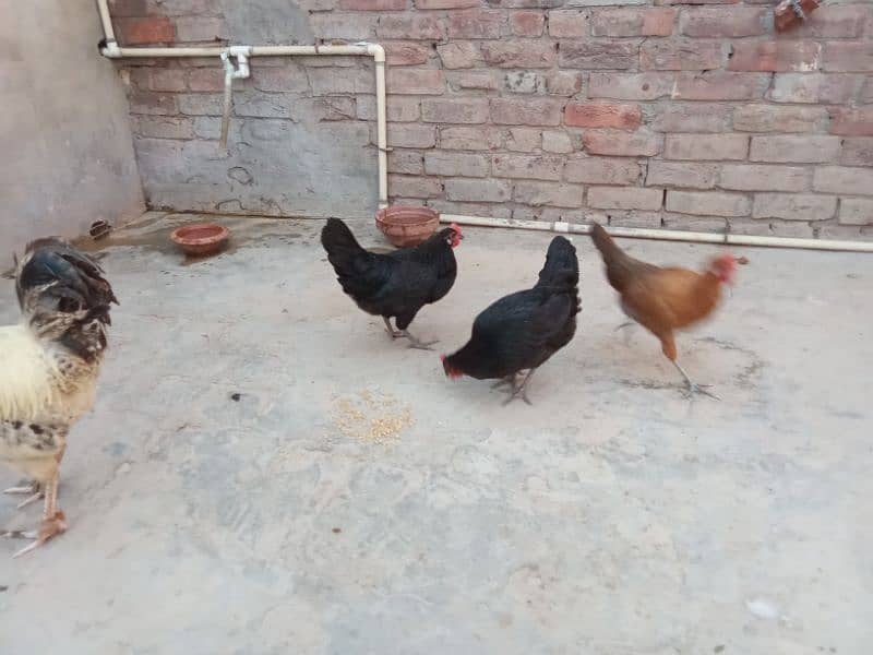 Desi/ Golden misri hens for sale , egg laying 2