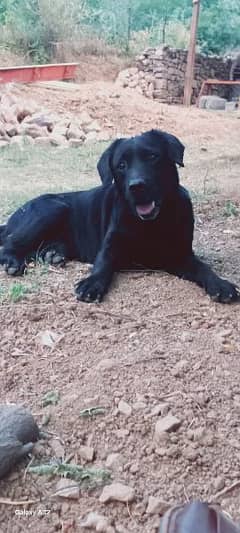 labrador dog male jet black