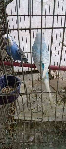 Budgie, Australian parrots & Finches 3