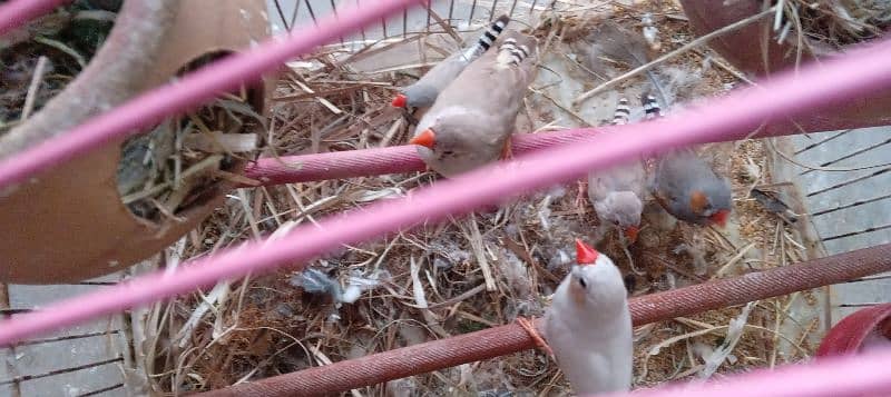 Budgie, Australian parrots & Finches 5