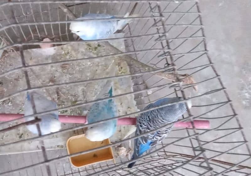 Budgie, Australian parrots & Finches 12