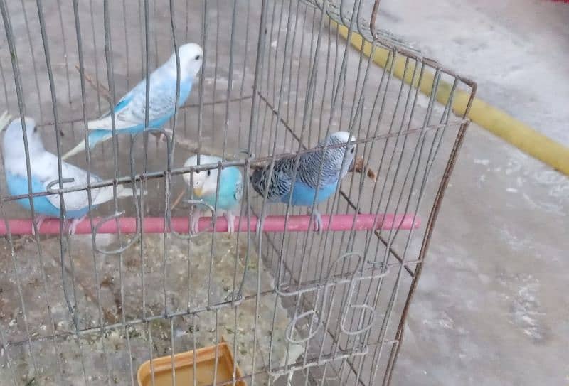 Budgie, Australian parrots & Finches 13