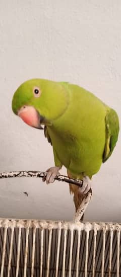heand tamd Ring nack parrot