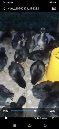 Asterlop chicks