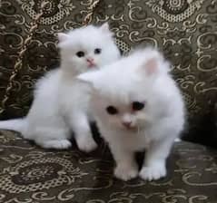 blue eyes kittens pair