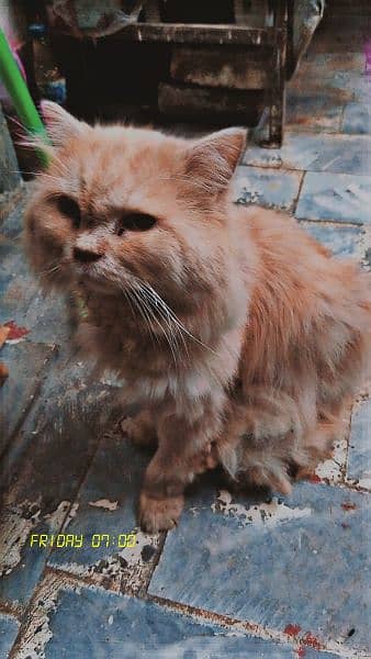 Persian cat for sale 0