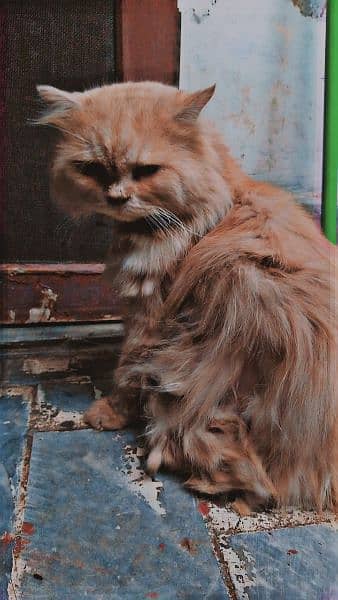 Persian cat for sale 2