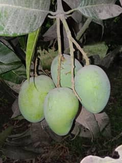 Farm fresh Mangoes