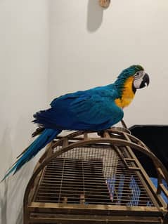 Blue and Gold Macaw