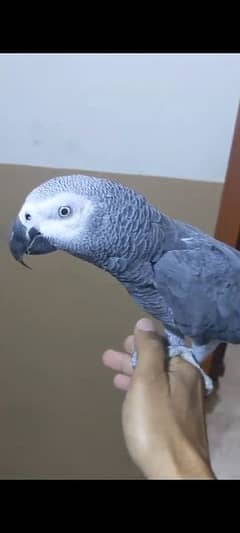 MashaAllah Red Factor Talking And Fully HandTame African Grey Parrot