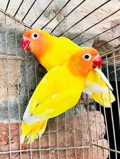 lovebird breeder pair