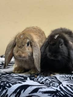 Holland lop extrem covalti