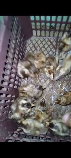 healthy and active golden misri chicks
