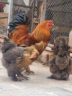 RIR/Blue/Black Heavy Brahma/silkie/silky/ayam cemani/polish 0