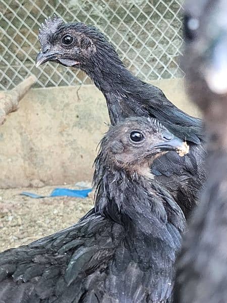 RIR/Blue/Black Heavy Brahma/silkie/silky/ayam cemani/polish 14