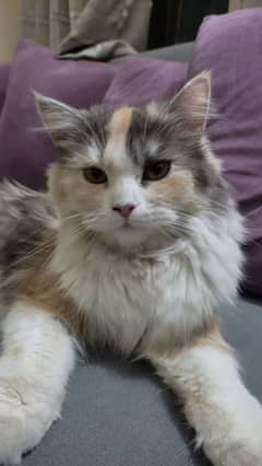 persian triple coat cat multi colored