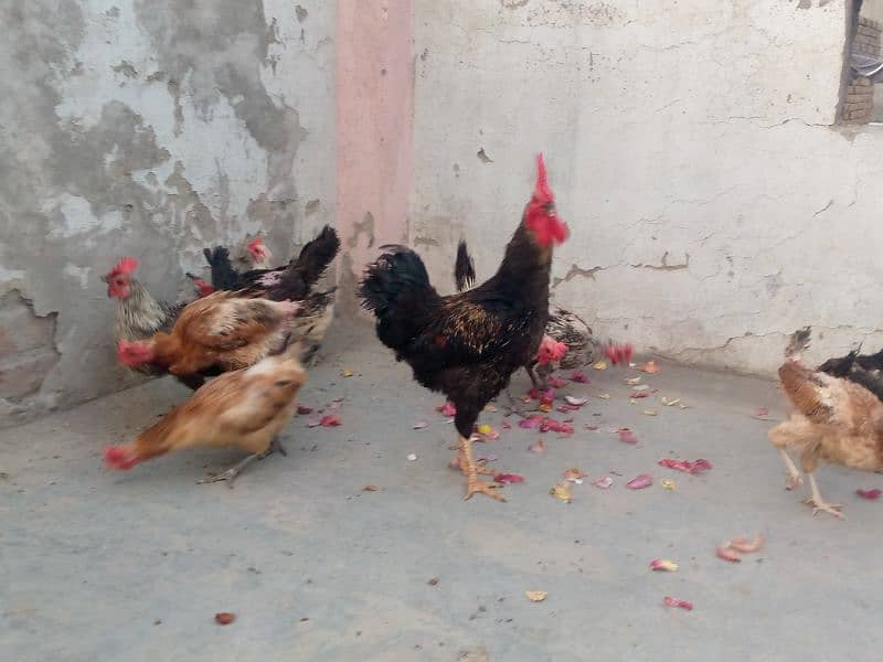 Egg laying chickens and cocks for sale 0