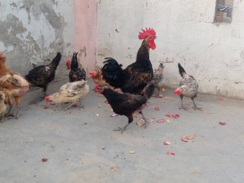 Egg laying chickens and cocks for sale 1