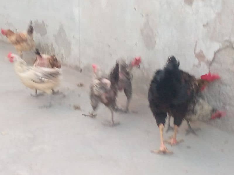 Egg laying chickens and cocks for sale 3