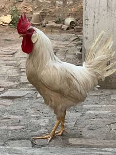Purê White Male Cock for sale in Peshawar.