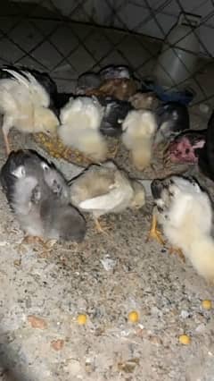 Aseel chicks Home breed 25 days old