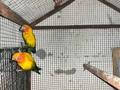 sun conure breeder pair with DNA pineapple & green chick breeder pair