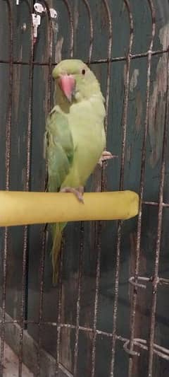 Young beautiful Parrot