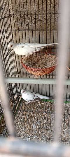 diamond paid dove breedar pair for sale price