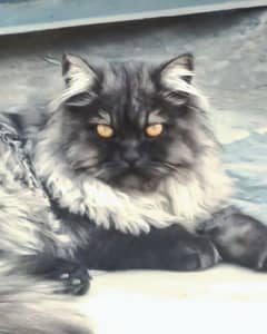 Punch Face Persian Male Cat ( 8 month age ) Triple Coated