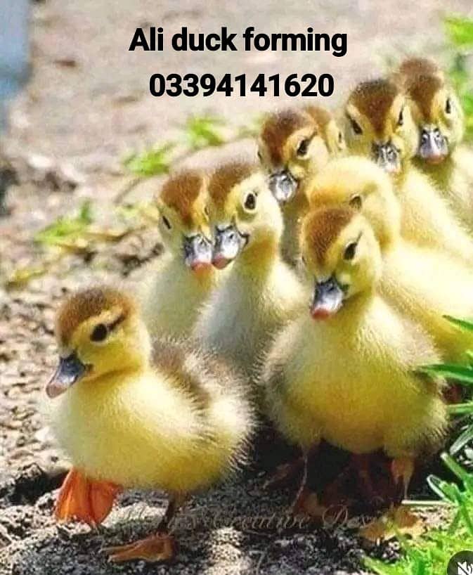 Duck chix  بطخ کے چوزے دستیاب 5