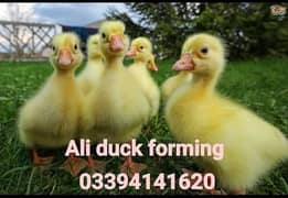 Duck chix  بطخ کے چوزے دستیاب