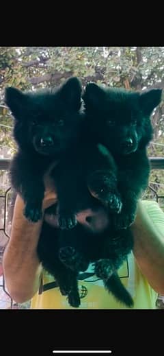 Pedigree Black GSD Puppies (Black n tan Also Available)