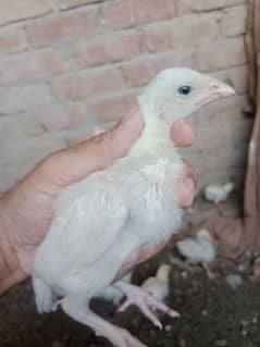 top quality heera chicks for sale