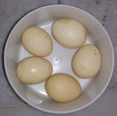 Aseel Heera Eggs