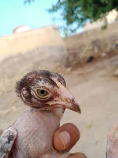 Aseel Mushki Chicks Available