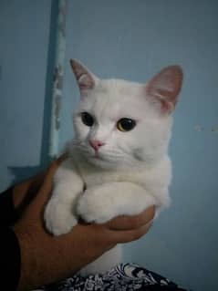 Adorable Cat(white)