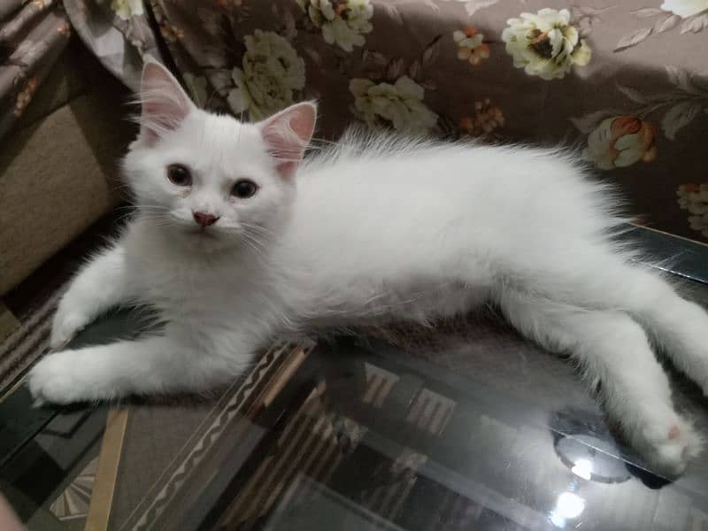 Persian 3 months kitten 0
