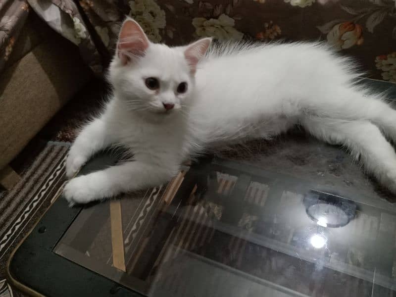 Persian 3 months kitten 1