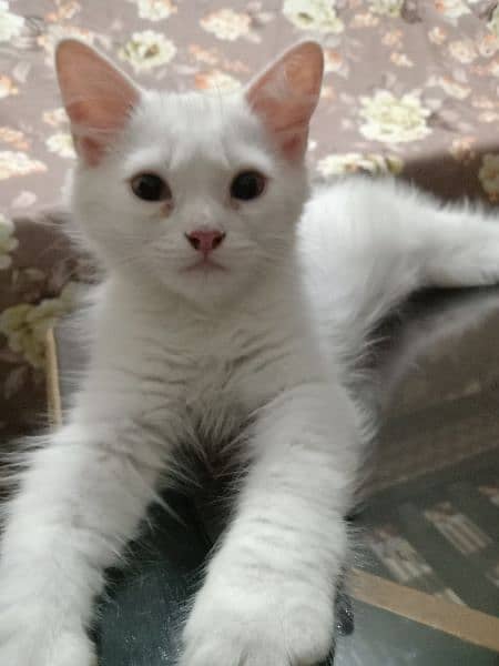 Persian 3 months kitten 2