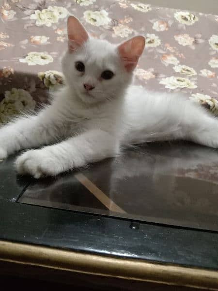 Persian 3 months kitten 4